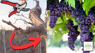 Domine a Arte da Poda da Videira: Colha Muitas Uvas diretamente do seu Quintal!