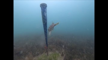 Autonomous Reef Monitoring Structures used to develop Ocean literacy in Queensland schools.