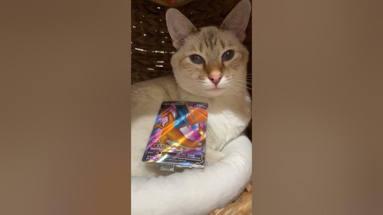 Cute #cat shows rare Pokémon cards Sealed Promos #pokemon #pokemontcg #