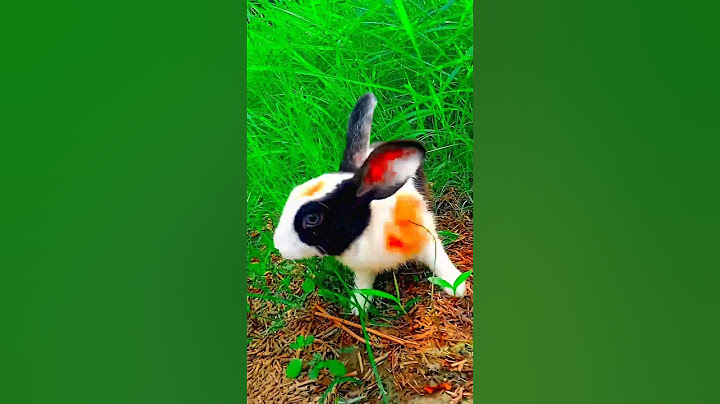 lovely song ✨💖 ulajh-official trailer janhvik  #bollywood #rabbit #shorts #ytshorts #animals #edit