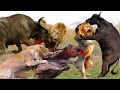 Buffalo Fight Back Lion And Make Them Become Jokes - The Greatest Fights Between Buffalo And Lion