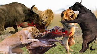 Buffalo Fight Back Lion And Make Them Become Jokes - The Greatest Fights Between Buffalo And Lion