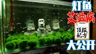 【亮哥養魚】寶蓮燈魚的養殖技巧介紹及匹里蟲病的治療方法