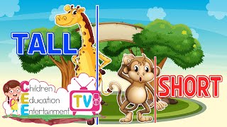 Tall and Short || Compare Heights || Kindergarten Lessons || Math for Kids