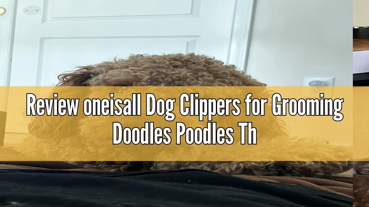 Stunning Clippers Grooming Curly Poodle Mix image