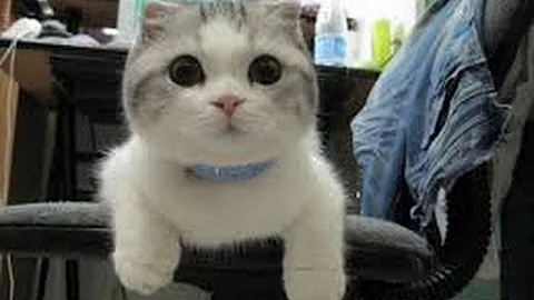 Video 7253681: best funny cats compilation, compilation amazing