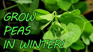 Grow PEAS and More in JANUARY | Winter on the MARKET GARDEN by Brimwood Farm 1,132 views 4 months ago 9 minutes, 41 seconds