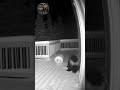 HONEY BADGER RAGE: Animal Attacks My Camera After Knocking Over Gas Tank! 😱🐾