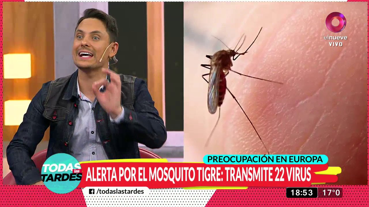 como curar picaduras de mosquito tigre como curar picaduras de mosquito tigre