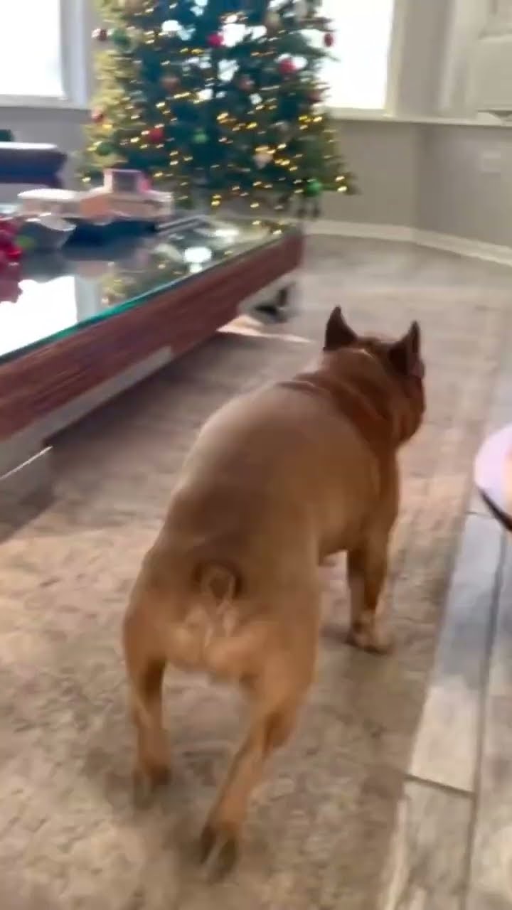 French Bulldog Zooms Around Coffee Table || ViralHog