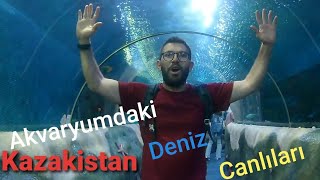 Akvaryumundaki Deniz Canlıları Yüreğimi Mest Etti.