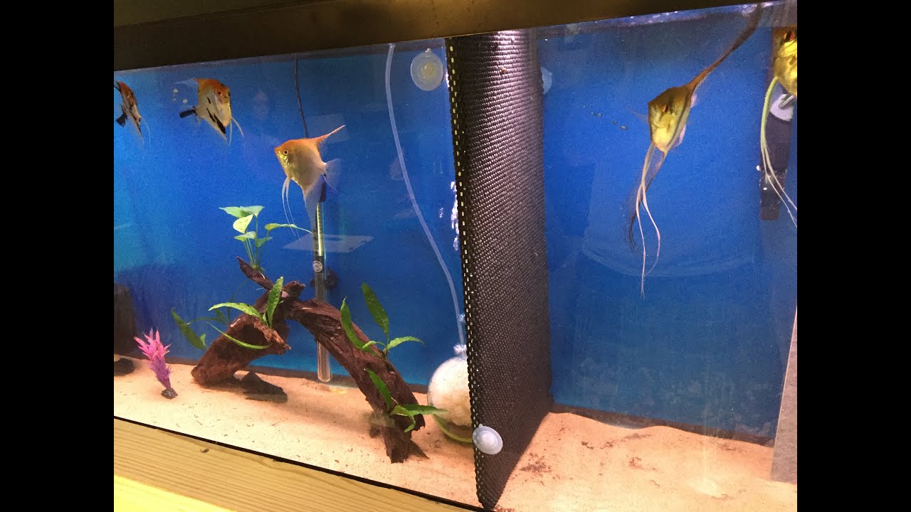 Diy Aquarium Divider - YouTube