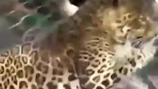 Çita Ları Beslerken Adam Elini Kaptırdı