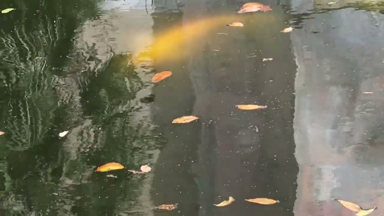 Bok Tower Gardens Construction Update March 3, 2026 Koi Fish Are Back! Lake Wales Florida