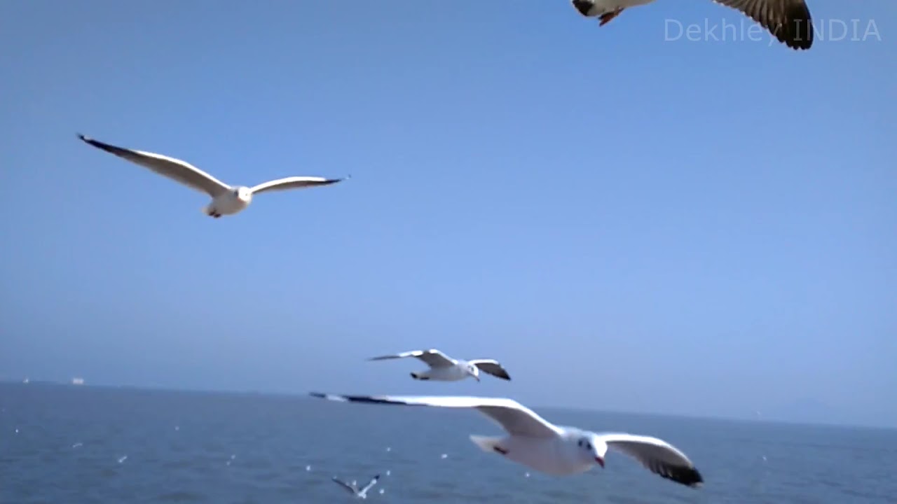 Beautiful Fly Birds | Birds Flying Over Ocean | Indian Ocean Sea Birds | Dekhley INDIA