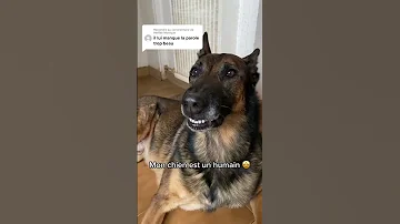 Reply To Meffati Monique He Answers Everything Viral Fyp Malinois Dog Youtubeshorts 