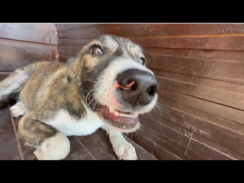 Видео: Wirehaired Vizsla