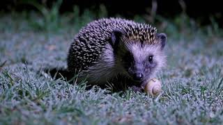 Igge Igelkott – Den lilla nattvandraren i trädgården 🌙🦔 | Barnprogram med djurfakta