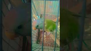 mithhu #talkingparot #birds #parrotparrot #videochannel #parrt #funny #vlogchannel #comedy #cute