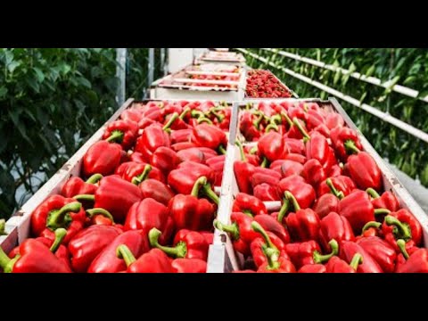 Greenhouse Bell Pepper Farming.
