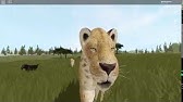 I Actually Will Eat My New Owner Black Saber Tooth In Roblox Cenozoic Survial Wild Animals Youtube - roblox saber tooth tiger cenozoic survival wild animals smilodon