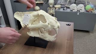 BC-008 Siberian Tiger Skull Stand Demo BC-008 Siberian Tiger Skull Stand Demo