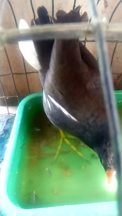 Chim mái OK anh em nào cần LH 0944652913