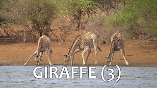 SOUTH AFRICA Giraffe (3) (Kruger national park)