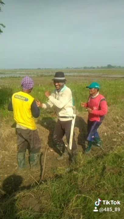 tiktok petani gokil