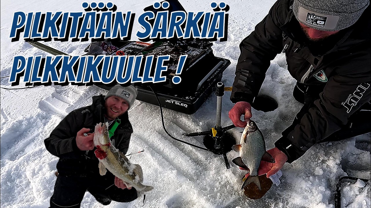 PILKITÄÄN SÄRKIÄ! PILKKIKUU #KALASSA 113