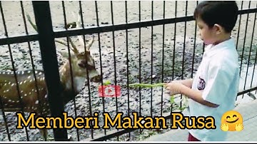 Memberi Makan Rusa di Gedung Negara • Taman Krucuk Cirebon
