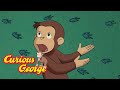 George Tracks Animal Prints 🐵 Curious George 🐵 Kids Cartoon 🐵 Kids Movies