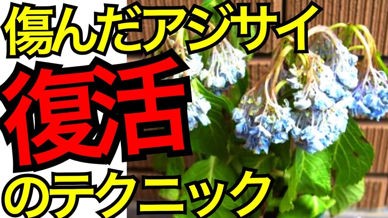 アジサイの育て方 管理方法 萎れたあとの剪定の方法 母の日でもらうアジサイの花鉢が日持ちしない理由とその後のアジサイの育て方 紫陽花の育て方 Youtube