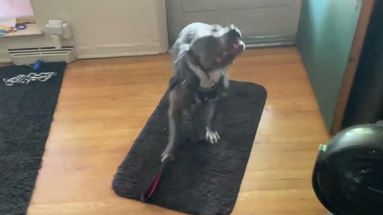 Shorty boy! 5280 Extreme Kennels ,😈loves his walks Pitbull!  EXOTIC Merle￼😩