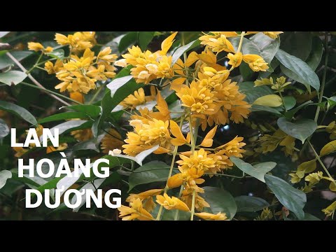 Hoa Leo Màu Vàng - Một loài hoa dây leo có hoa màu vàng rũ có tên là LAN HOÀNG DƯƠNG // Hà Nguyễn Thị Thanh.