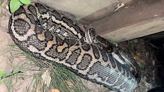 Celebrity Big healthy Coastal Carpet Python with a belly full Wealth