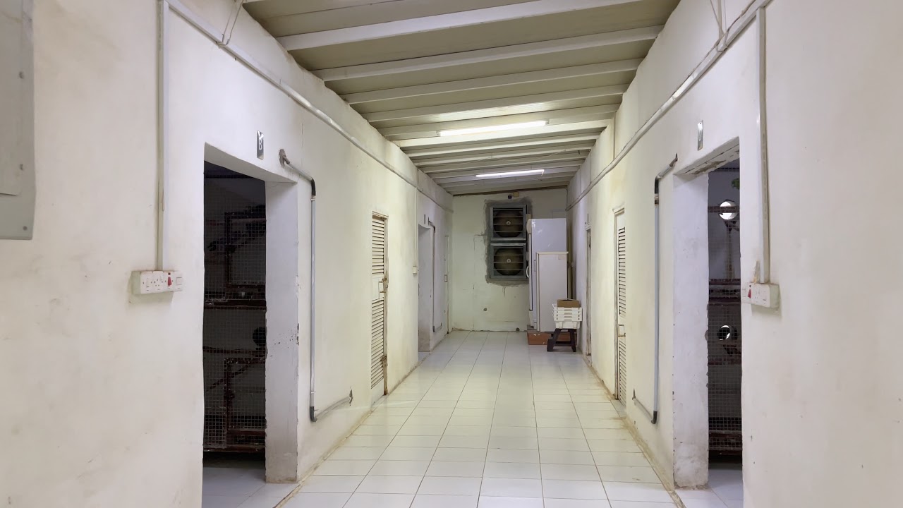 مزرعة النوادر بعنيزه نوادر الحيوانات والطيور اليوم الاثنين ١٤٤٣/٢/١٣هـ (الجزء الثاني)