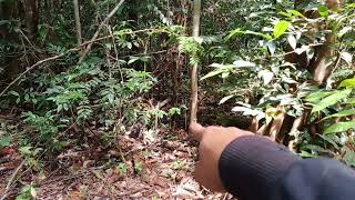 Cek jerat Babi‼️ ternyata bekas nya menuju jerat #jeratbabi #pasangjerat #babihutan