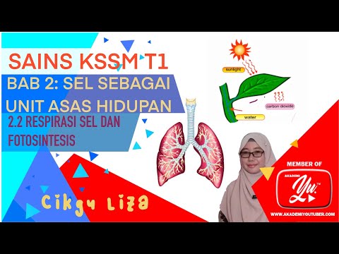 Video: Perbezaan Antara Respirasi Dan Respirasi Selular