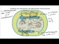 Cadena de Transporte de Electrones y Fosforilación Oxidativa