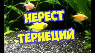 Нерест тернеций в общем аквариуме | Spawning of ternetii in a common aquarium