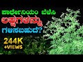 ಪಾರ್ಥೇನಿಯಂ(ಕಾಂಗ್ರೆಸ್) ಗಿಡಗಳನ್ನು ಕಿತ್ತು ಬಿಸಾಡಬೇಡಿ..! ಇದು ಲಕ್ಷಗಳ ರಹಸ್ಯ, ಲಕ್ಷ್ಯವಿರಲಿ