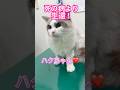 流山からお越しの「ハク」ちゃんです❤️去勢手術前の検査で異常があったのですが、手術されてしまいFIPが重症化してしまいました😢#猫伝染性腹膜炎#FIP#モルヌピラビル#FIP寛解