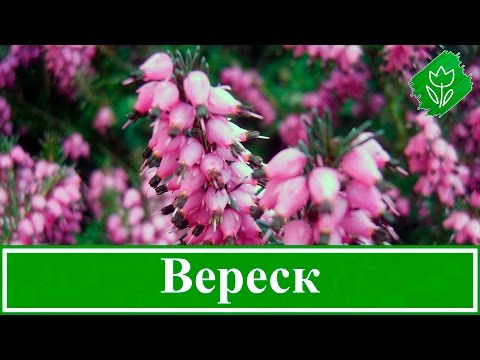 🌸 Растение вереск – посадка и уход, выращивание вереска из семян; виды и свойства вереска