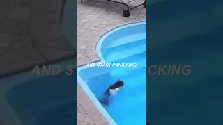 Cat forget he can swim🤣#shorts #cat #animals