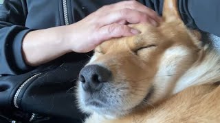 ババアと朝のなでなでタイムを過ごす犬（雑種犬） by とろの日常 2,501 views 1 month ago 1 minute, 6 seconds