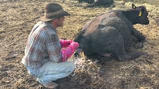 Saving a calf by Dagley Ranch 1,583 views 11 months ago 11 minutes, 11 seconds