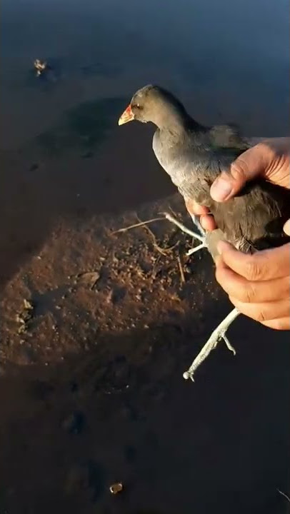Melepaskan burung mandar batu ke alam bebas