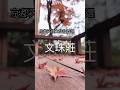 京都住宿推薦 文珠莊 絕美河景和風溫泉旅館 天橋立 京都住宿推薦 京都旅行 文珠莊 京都住宿推薦 文珠莊 絕美河景和風溫泉旅館 天橋立 京都住宿推薦 京都旅行 文珠莊