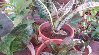 السنسيفيرا ثلاثي الأحزمة?  Sansevieria  trifasciata ? نبات سهل العناية و الإكثار?نباتات_الزينة